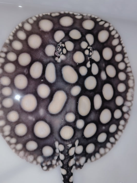 Freshwater stingray black diamond male 7 inch