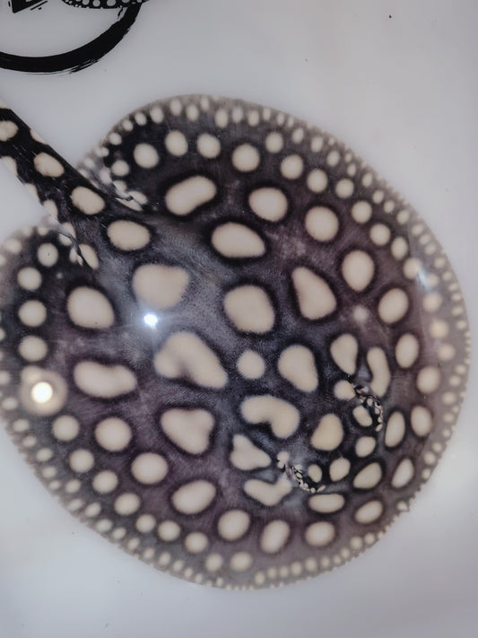 Freshwater stingray black diamond male 6inch