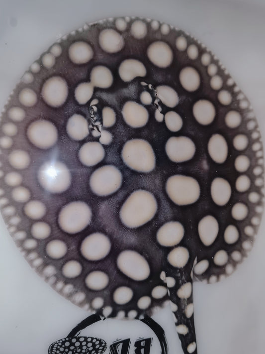 Freshwater stingray black diamond male 7inch