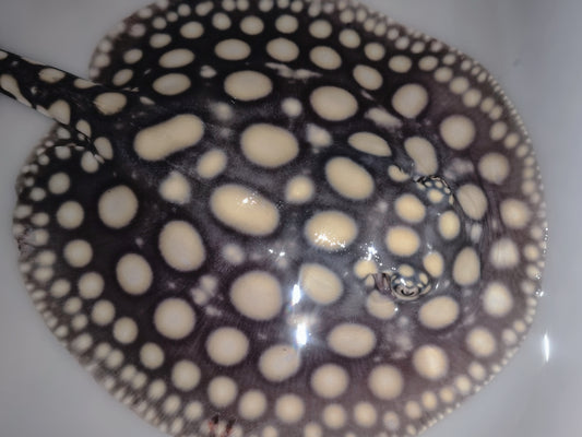 Freshwater stingray black diamond male 7inch