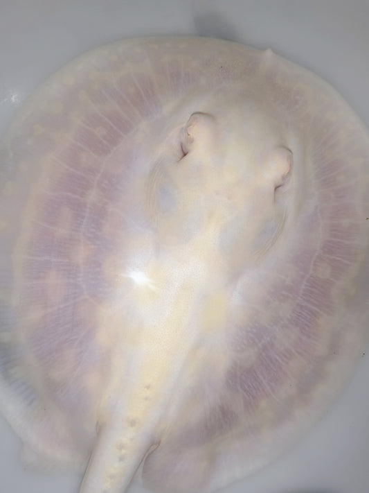 Freshwater stingray goldenbase unique pearl albino female 5-6inch