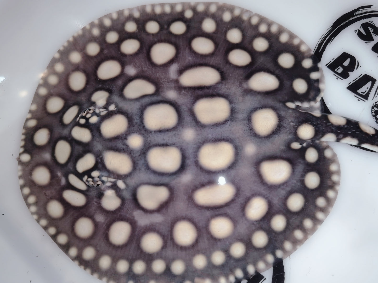 Freshwater stingray black diamond female 5-6inch