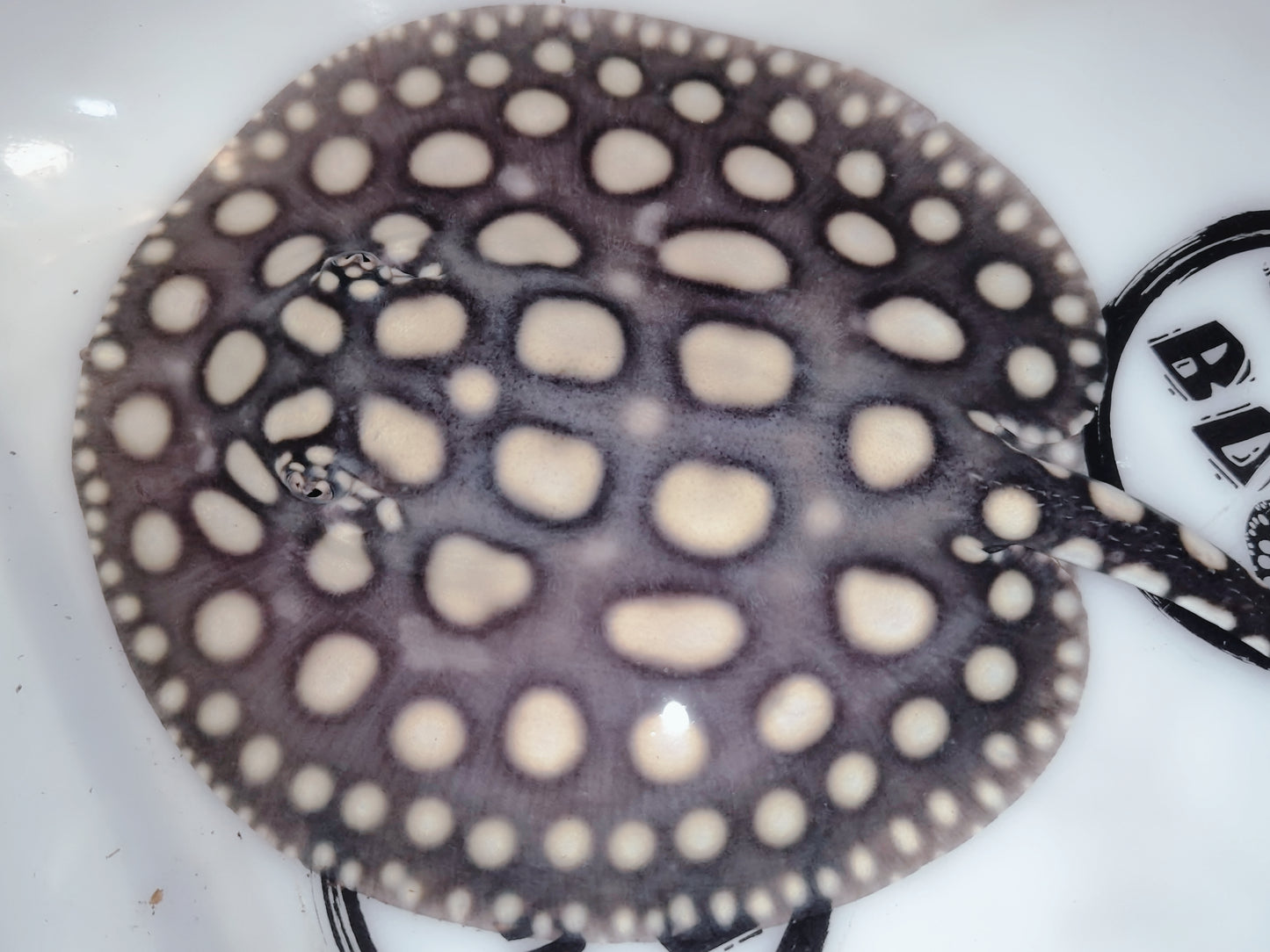 Freshwater stingray black diamond female 5-6inch