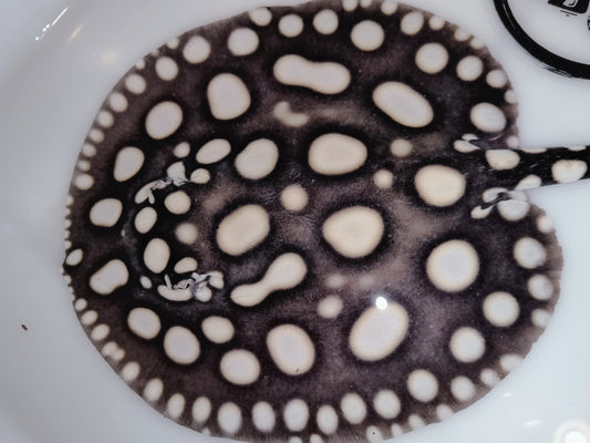 Freshwater stingray water black diamond male 6inch