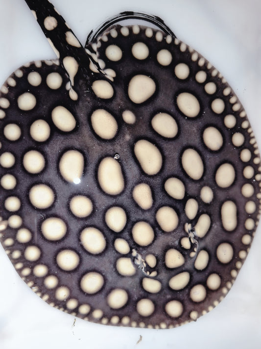 Freshwater stingray black diamond male 7inch