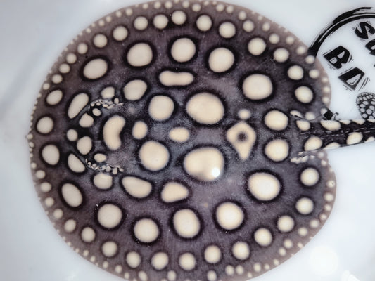 Freshwater stingray black diamond male 6-7inch