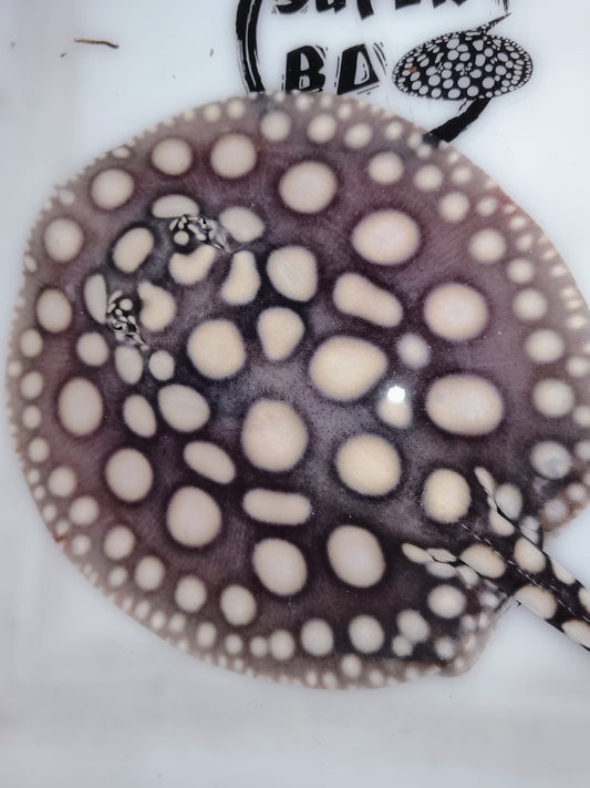 Freshwater stingray black diamond male 6inch