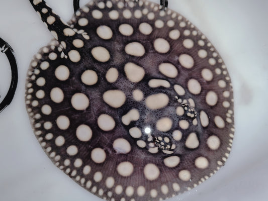 Freshwater stingray black diamond female 6inch