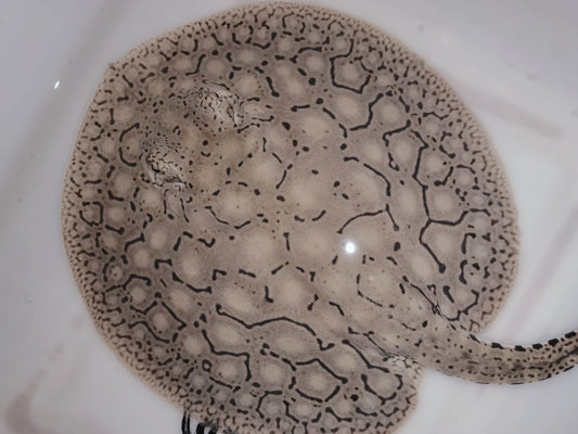 Freshwater stingray snow leopard female 9inch