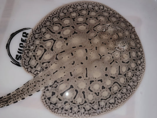 Freshwater stingray snow leopard female 9inch