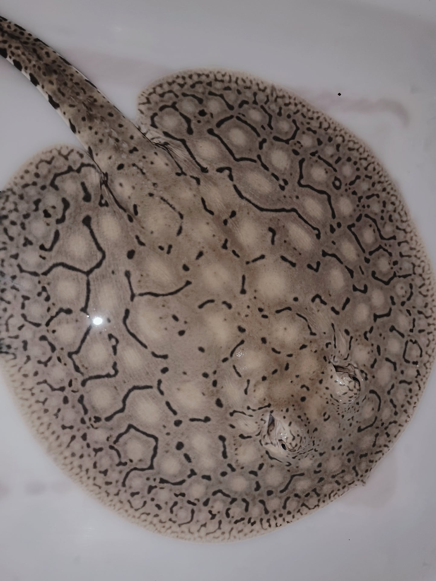 Freshwater stingray snow leopard female 10inch