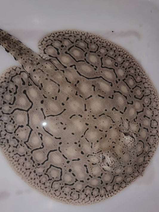 Freshwater stingray snow leopard female 10inch