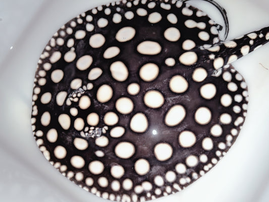 Freshwater stingray black diamond male 8-9inch