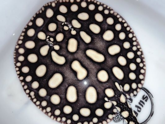 Freshwater stingray black diamond male 8-9inch