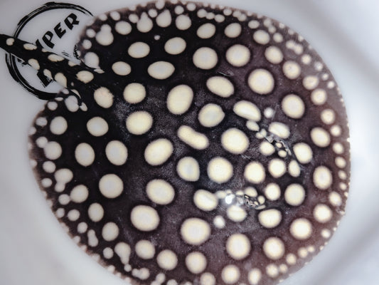 Freshwater stingray black diamond male 8inch