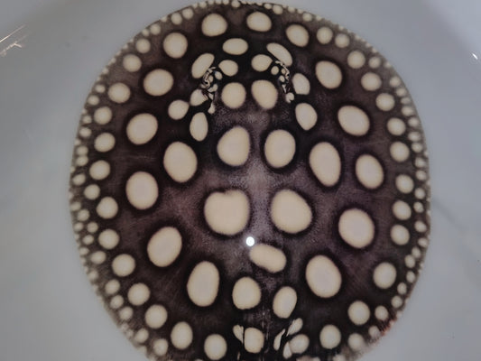 Freshwater stingray black diamond male 6inch