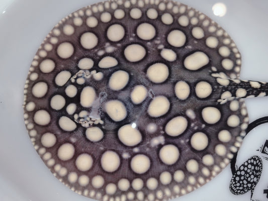 Freshwater stingray black diamond male 6-7inch