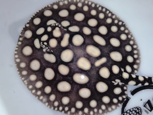 Freshwater stingray black diamond male 5-6inch