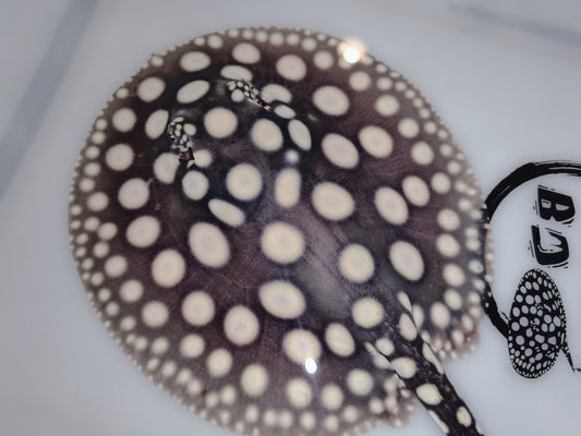 Freshwater stingray black diamond male 5inch