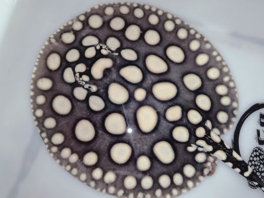 Freshwater stingray black diamond male 6-7inch