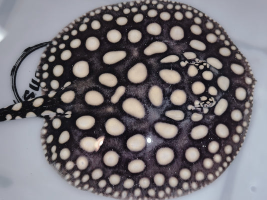Freshwater stingray black diamond female 7inch