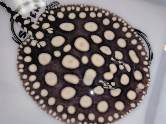 Freshwater stingray black diamond male 6-7inch