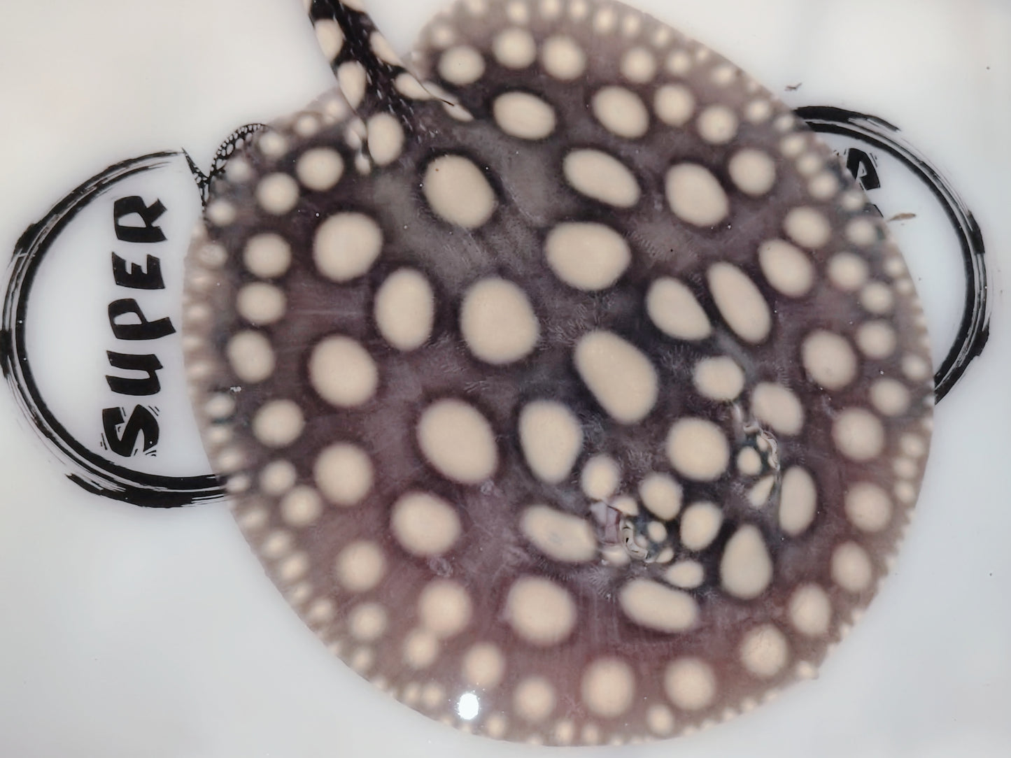 Freshwater stingray black diamond female 5-6inch