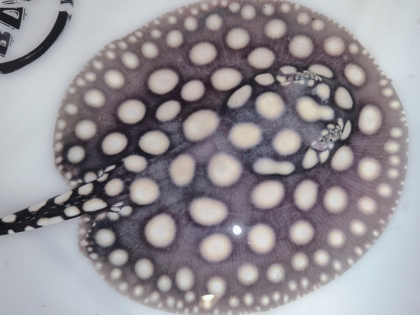 Freshwater stingray black diamond male 5inch