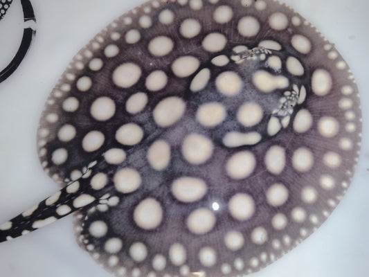 Freshwater stingray black diamond male 5inch