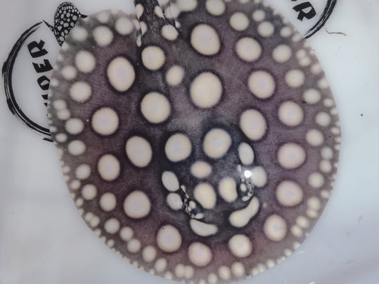 Freshwater stingray black diamond male 6inch