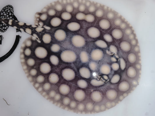 Freshwater stingray black diamond male 5inch