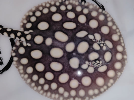 Freshwater stingray black diamond male 5inch