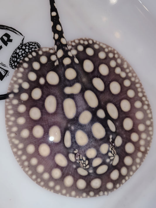 Freshwater stingray black diamond female 5-6inch