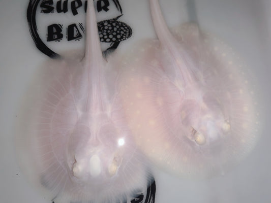 Freshwater stingray goldenbase true snow diamond albino pair