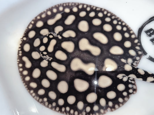 Freshwater stingray black diamond male 6-7 inch