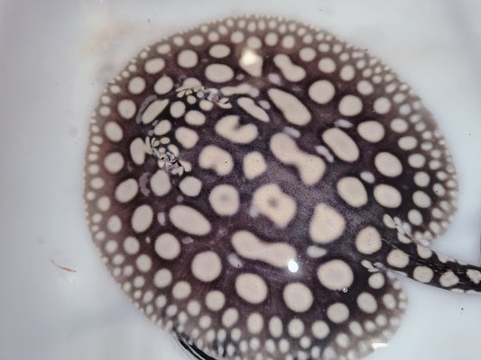 Freshwater stingray black diamond male 5inch