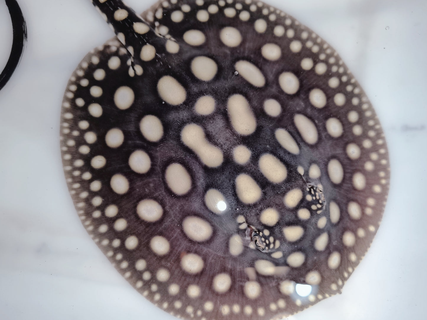Freshwater stingray black diamond female 6 inch