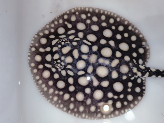 Freshwater stingray black diamond female 5 inch