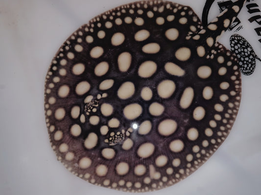 Freshwater stingray black diamond male 6 inch