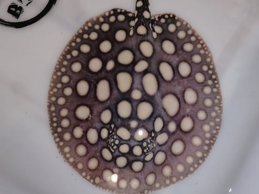 Freshwater stingray black diamond male 6-7 inch