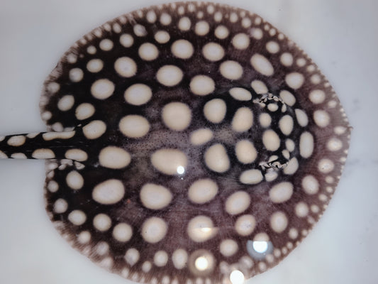 Freshwater stingray black diamond female 5-6 inch