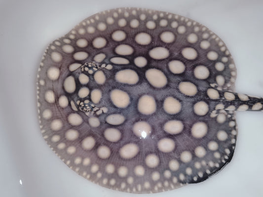 Freshwater stingray black diamond female 6 inch