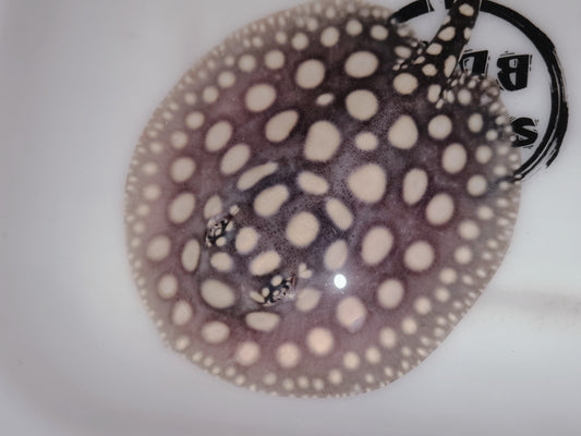 Freshwater stingray black diamond male 5 inch