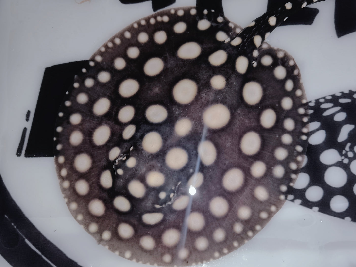 Freshwater stingray black diamond female 5inch