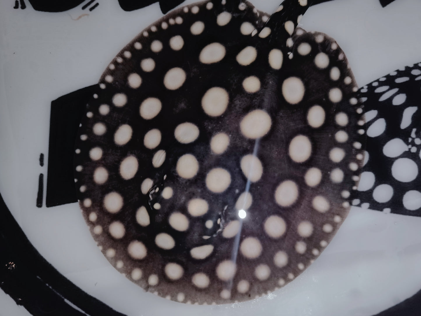 Freshwater stingray black diamond female 5inch