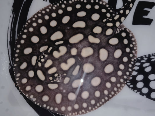 Freshwater stingray black diamond female 7inch