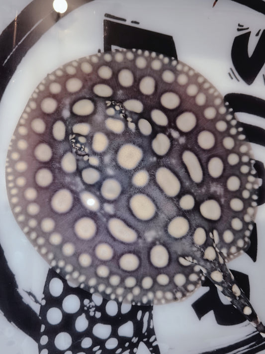 Freshwater stingray black diamond Thousand Islands female 7inch