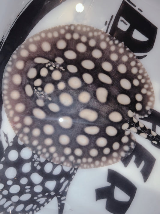 Freshwater stingray black diamond male 6 inch