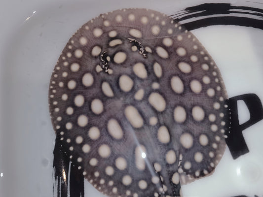Freshwater stingray black diamond male 5inch (for beginner)