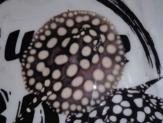 Freshwater stingray black diamond male 5inch